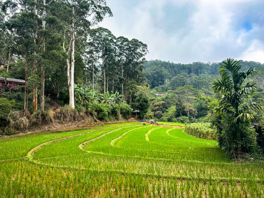 A terraced rice field surrounded by hills and forest on a cloudy day.
