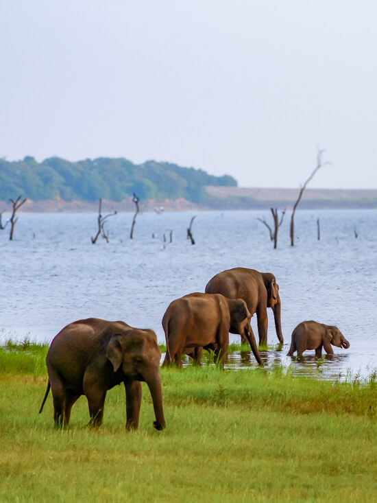 A group of elephants walking along the shore of a lake at Minneriya National Park.