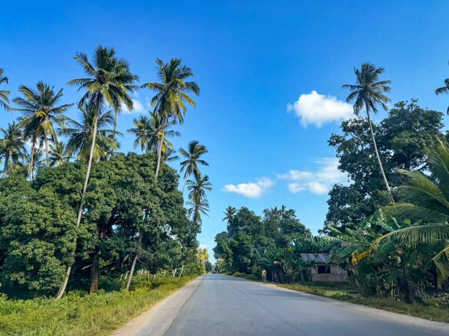 A paved road surrounded by lush vegetation and tall palm trees.