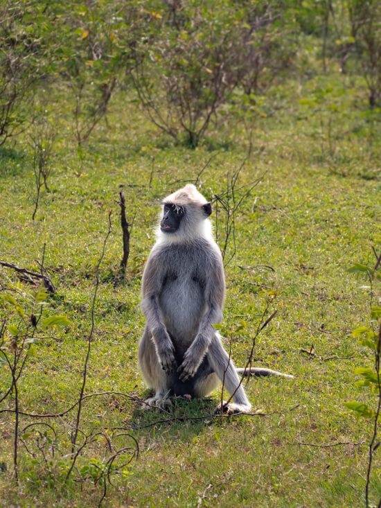 A monkey with white fur and a black face sitting on the grass in Yala National Park.