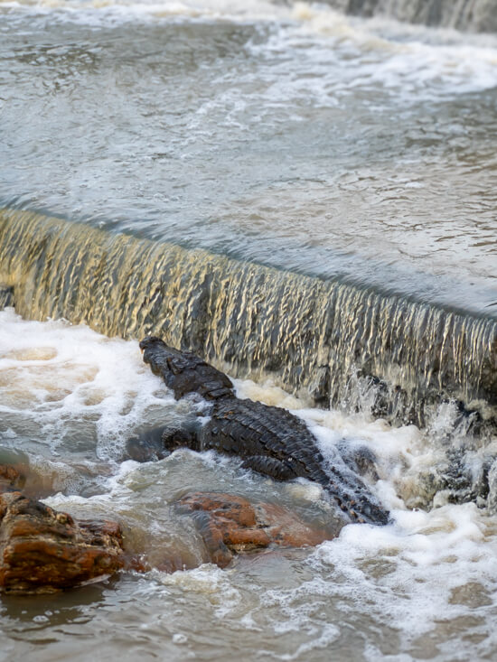 A crocodile relaxing in a pond of water below a small cascade in Yala National Park.