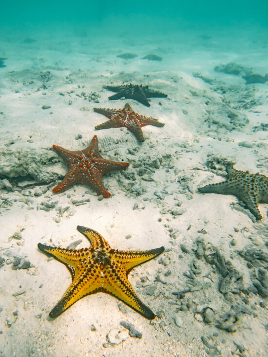 A group of colorful starfish in shades of yellow orange and green on a sandy sea bottom in Zanzibar.