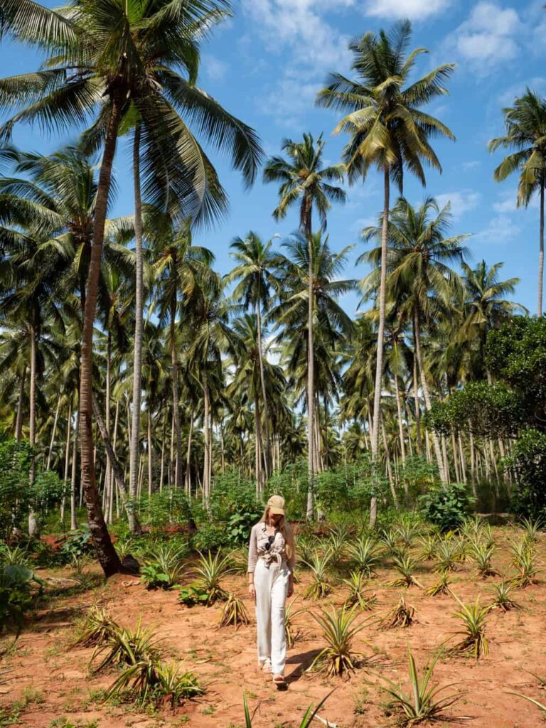 Me walking through a field of pineapple plants at a spice farm, with tall palm trees in the background.