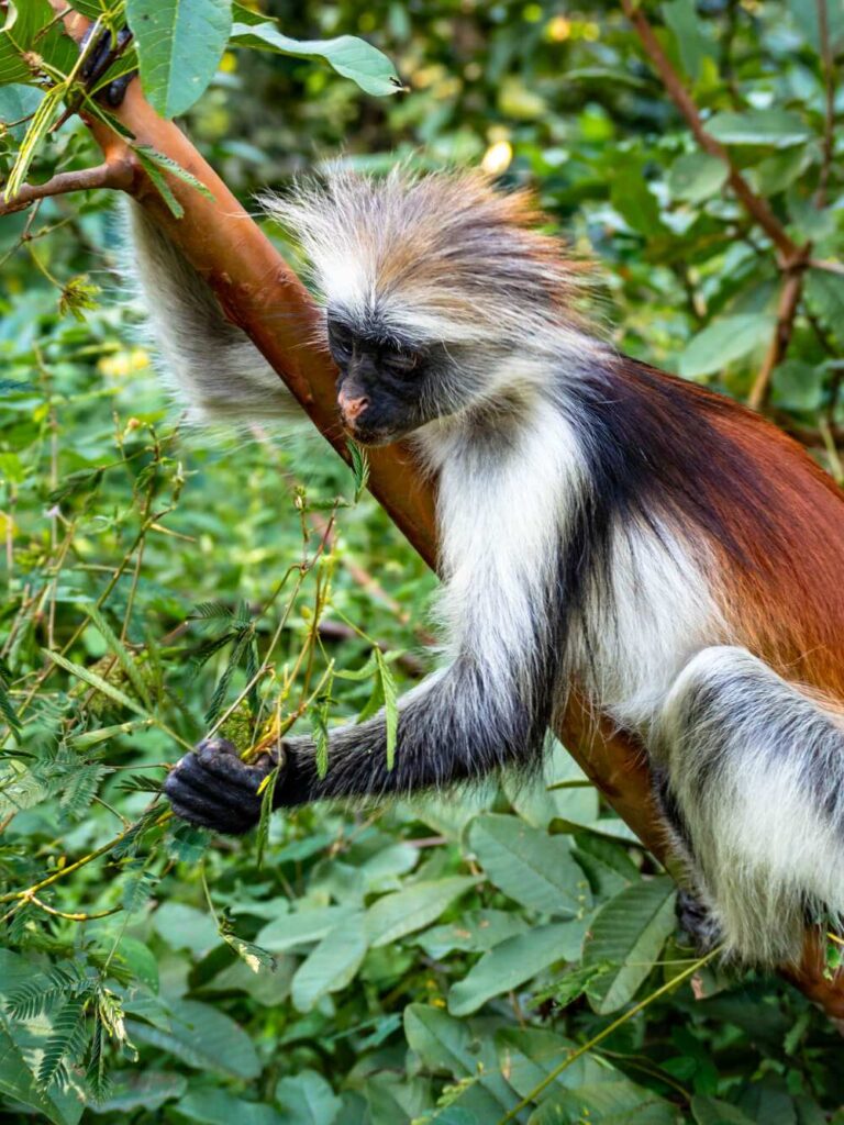 A red colobus monkey with black, white and red fur leaning over a branch and grabbing onto some vegetation.