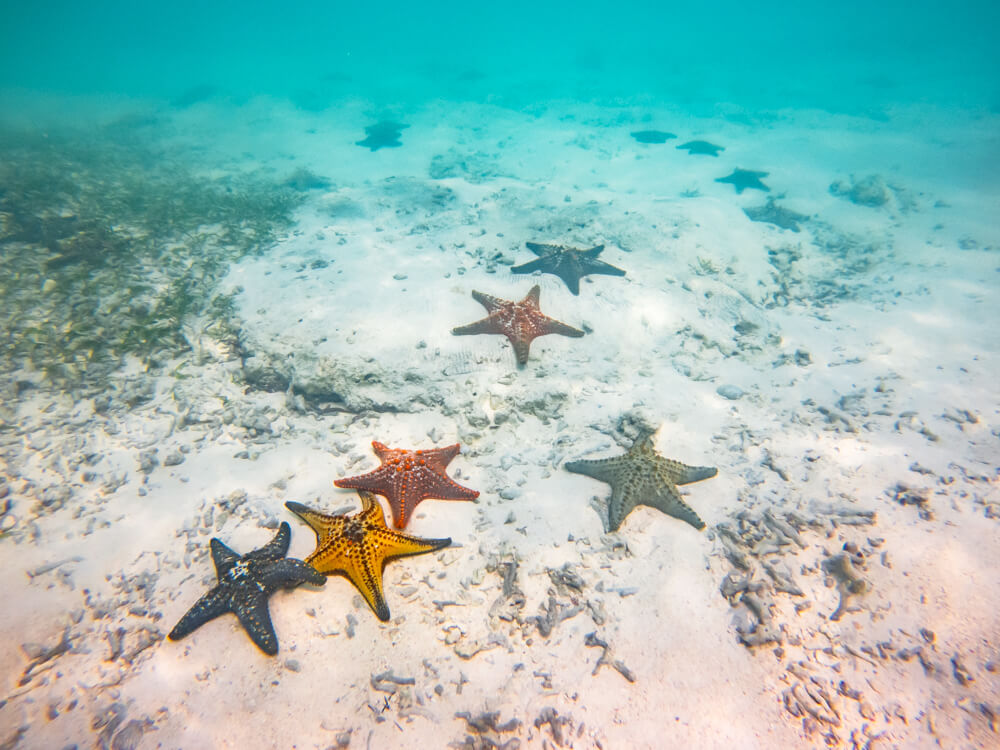 A group of colorful starfish in shades of yellow orange and green on a sandy seabed in Zanzibar.