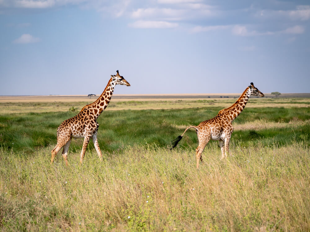 Two giraffes walking through tall grass in the savanna of the Serengeti National Park in Tanzania.