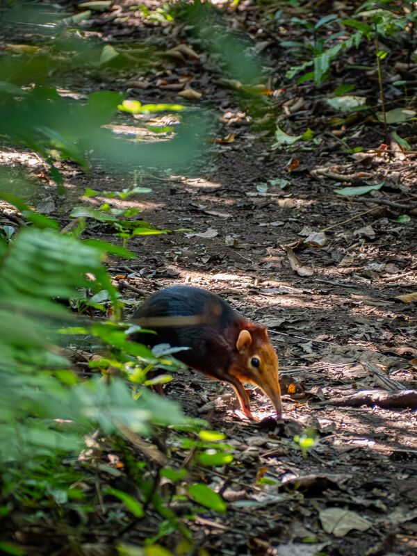 A small elephant shrew with orange and brown fur and a long snout walking on the forest floor.