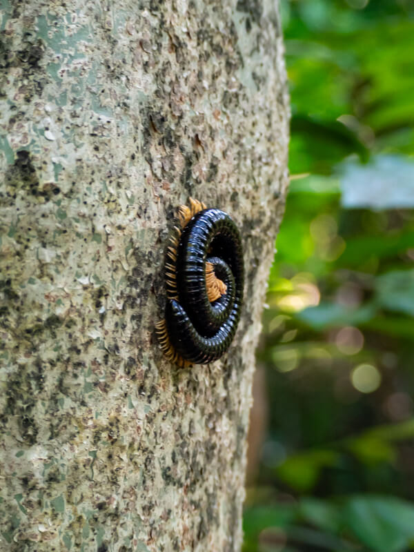 A large black millipede with a black shell curled up on the trunk of a tree.