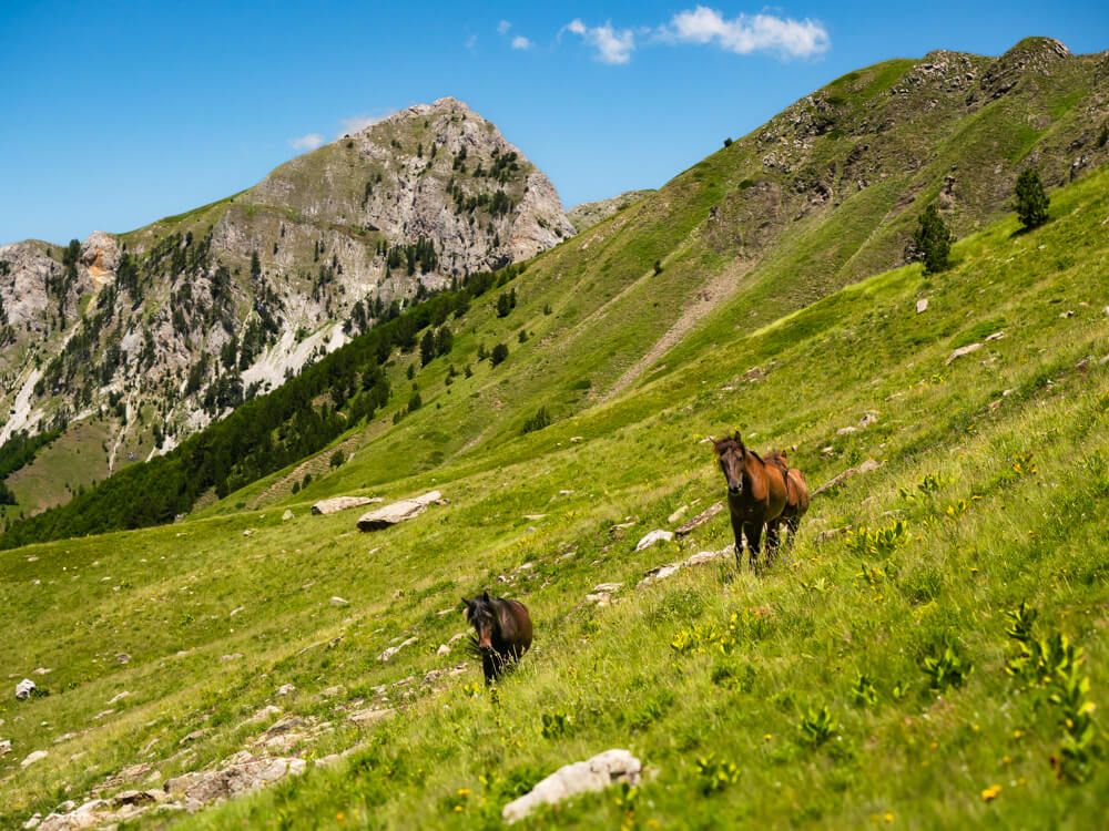 Three dark brown horses grazing on a lush meadow along the Maja e Vajushes trail in the Accursed Mountains, with a rocky peak in the background and blue sky above them.