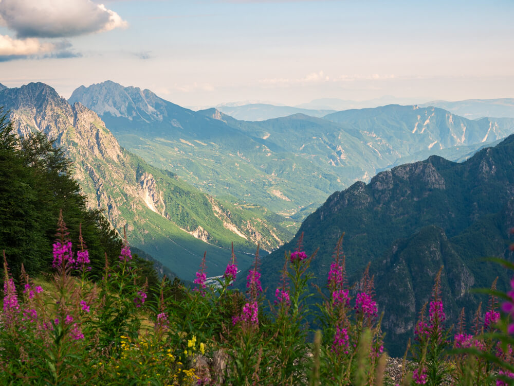 The Theth valley in the Albanian Alps, with purple wildflowers in the foreground and layers of mountain ridges stretching into the distance at golden hour.