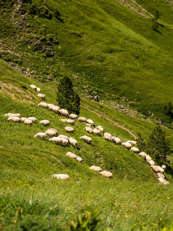 A herd of sheep grazing on a green meadow on the side of a mountain.