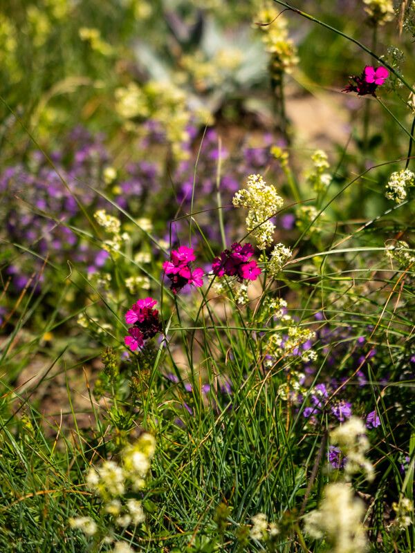 A close-up shot of alpine wildflowers in shades of white, purple and magenta.